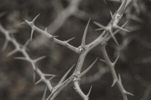 spur, plant, prickly